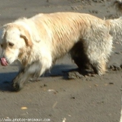 Photo de Golden retriever