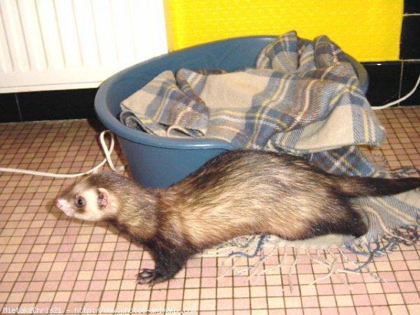 Photo de Furet