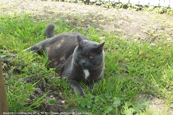 Photo de Chat domestique