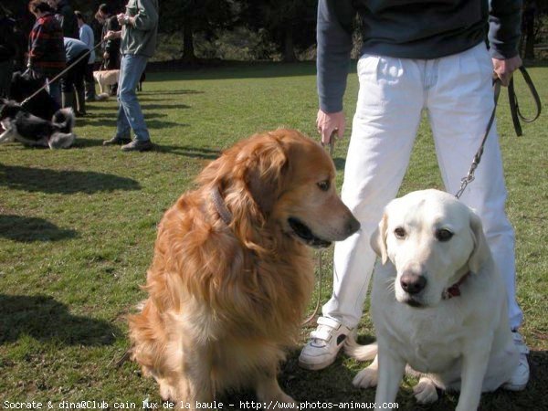 Photo de Golden retriever