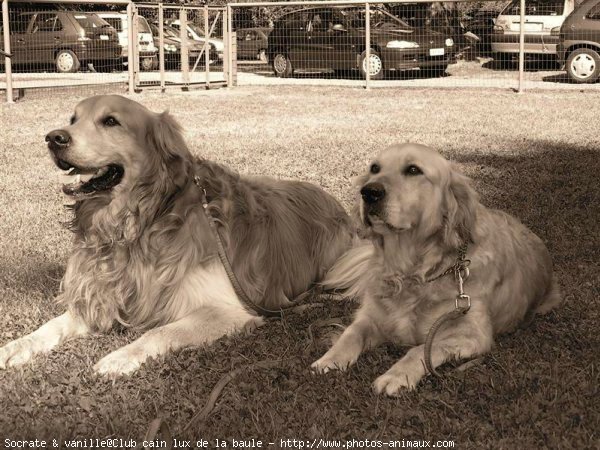 Photo de Golden retriever