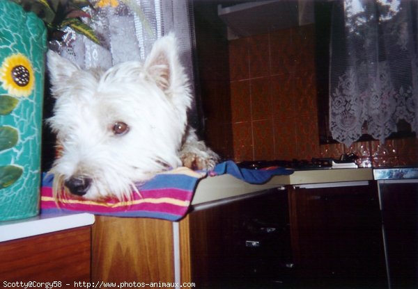 Photo de West highland white terrier