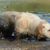 Photo de Golden retriever