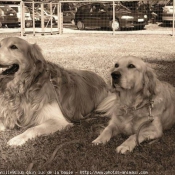 Photo de Golden retriever