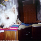 Photo de West highland white terrier