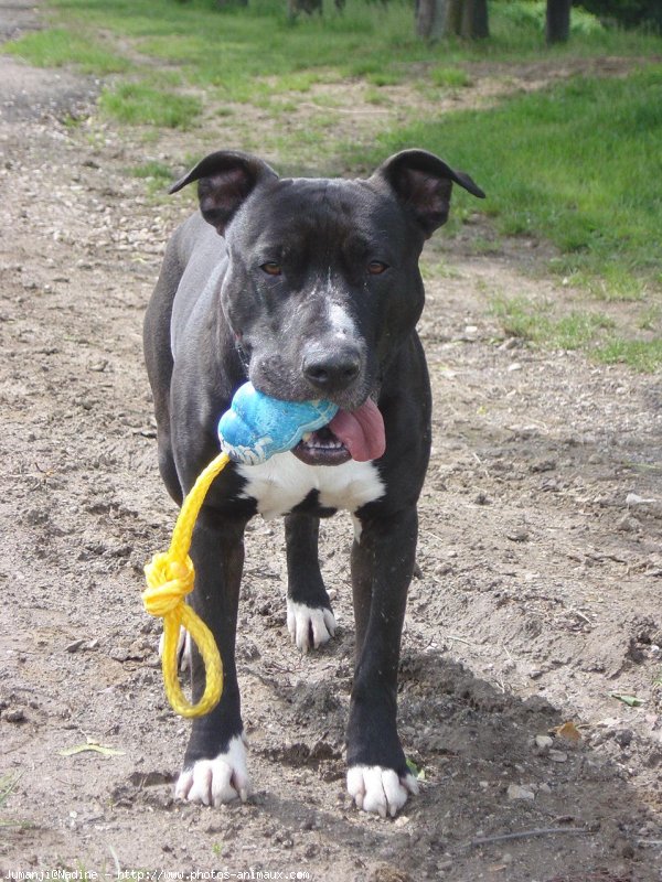 Photo de Bull terrier miniature