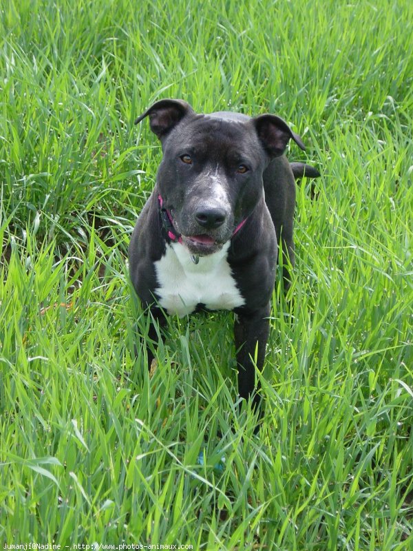 Photo de Bull terrier miniature