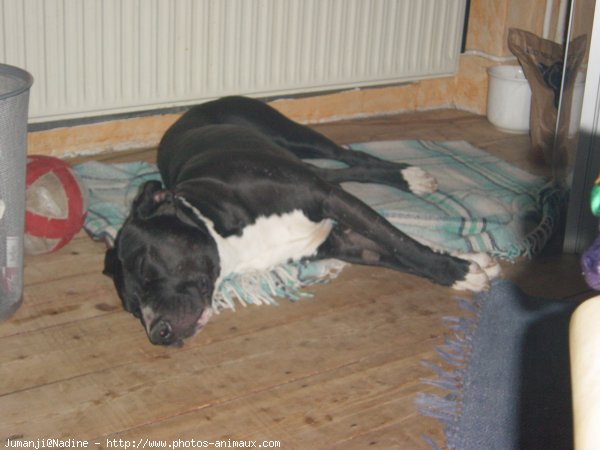 Photo de Bull terrier miniature