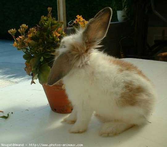 Photo de Lapin