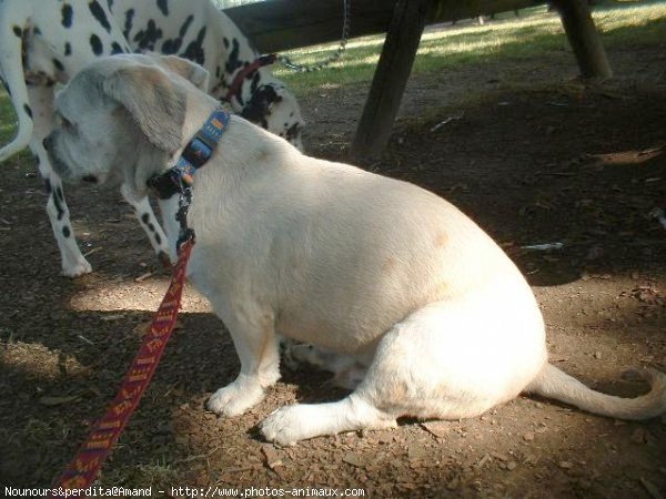 Photo de Races diffrentes