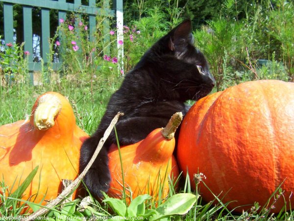 Photo de Chat domestique