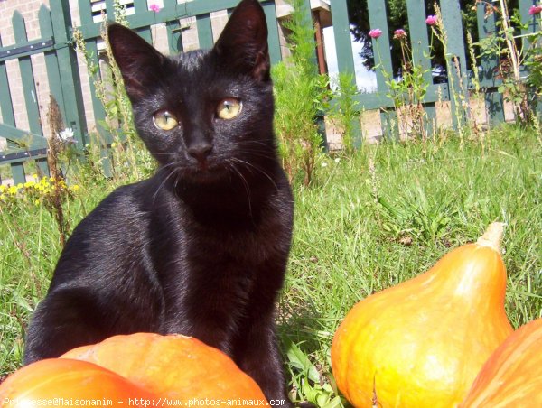 Photo de Chat domestique