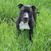 Photo de Bull terrier miniature