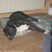 Photo de Bull terrier miniature