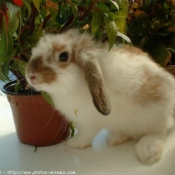 Photo de Lapin