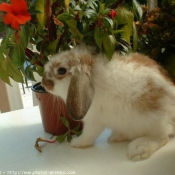 Photo de Lapin