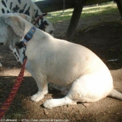 Photo de Races diffrentes