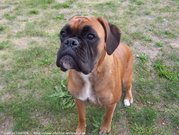 Photo de Boxer