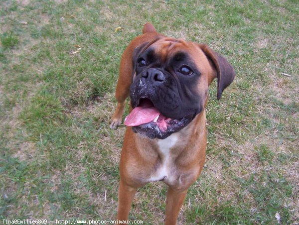 Photo de Boxer