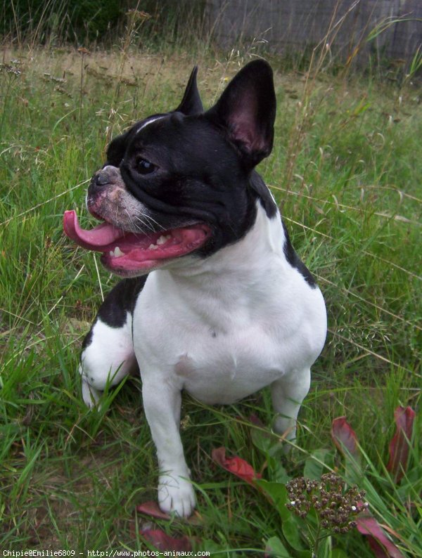 Photo de Bouledogue franais