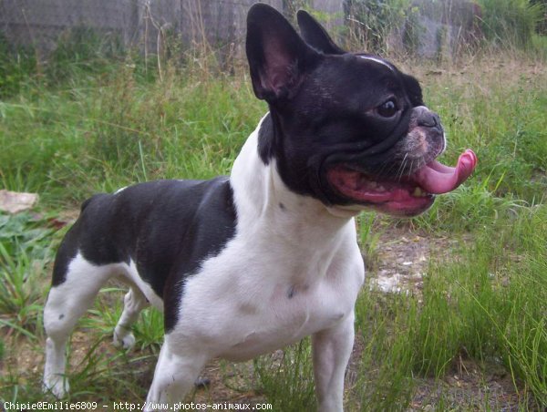 Photo de Bouledogue franais