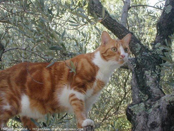 Photo de Chat domestique