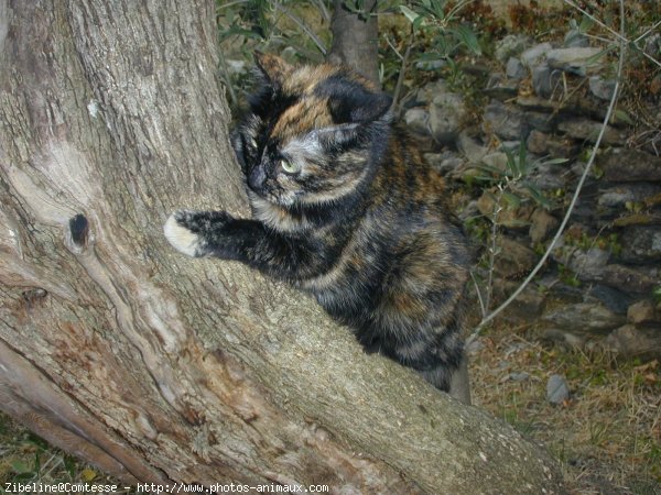 Photo de Chat domestique