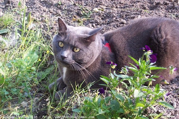 Photo de Chat domestique