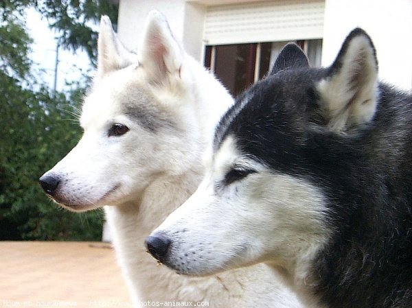 Photo de Husky siberien