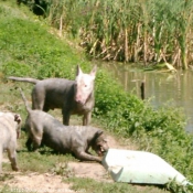 Photo de Bull terrier miniature