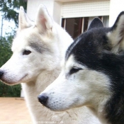 Photo de Husky siberien