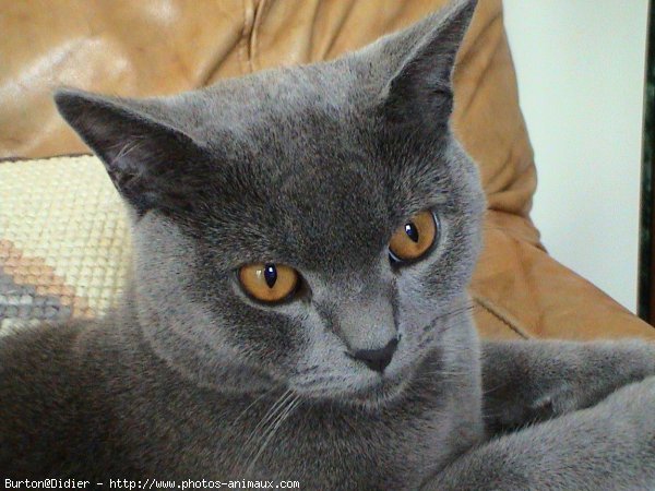 Photo de Chartreux