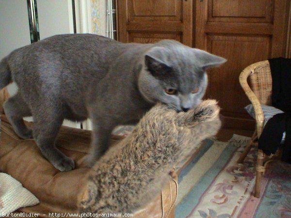 Photo de Chartreux