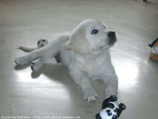 Photo de Golden retriever