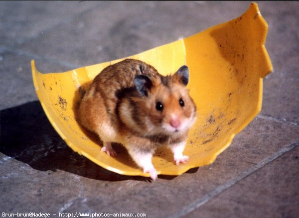 Photo de Hamster