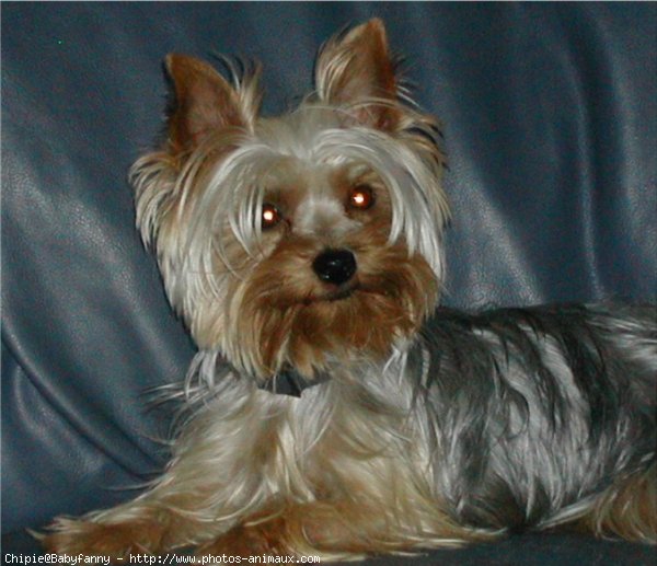 Photo de Yorkshire terrier