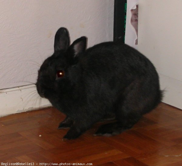 Photo de Lapin