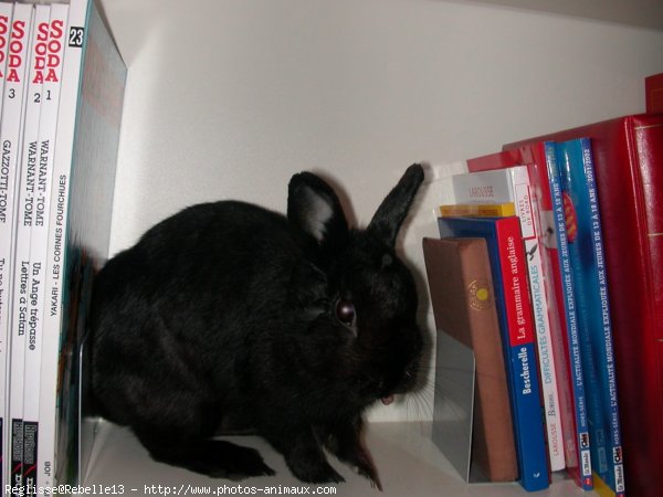 Photo de Lapin