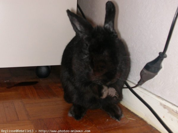 Photo de Lapin