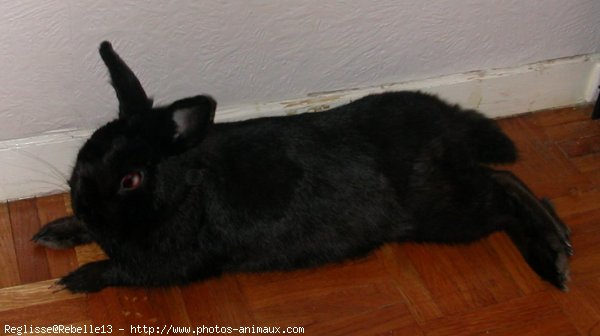 Photo de Lapin