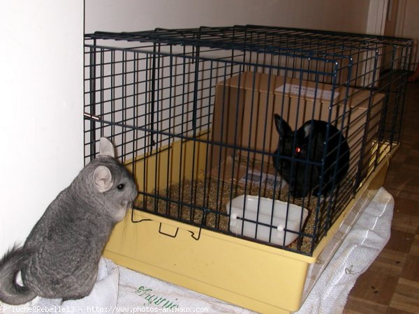 Photo de Chinchilla