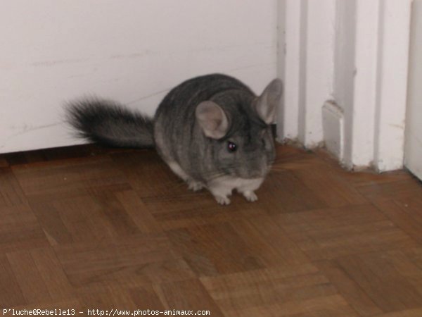 Photo de Chinchilla