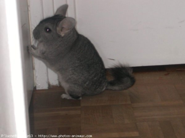 Photo de Chinchilla