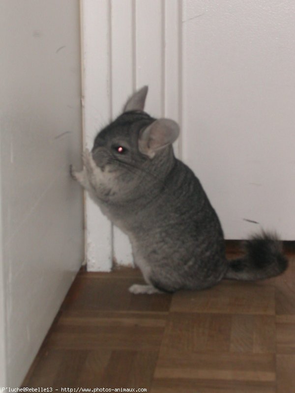 Photo de Chinchilla