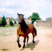 Photo de Cob normand