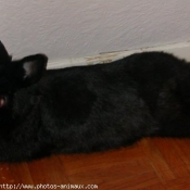 Photo de Lapin