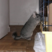 Photo de Chinchilla