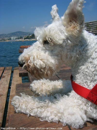 Photo de Fox terrier  poil dur