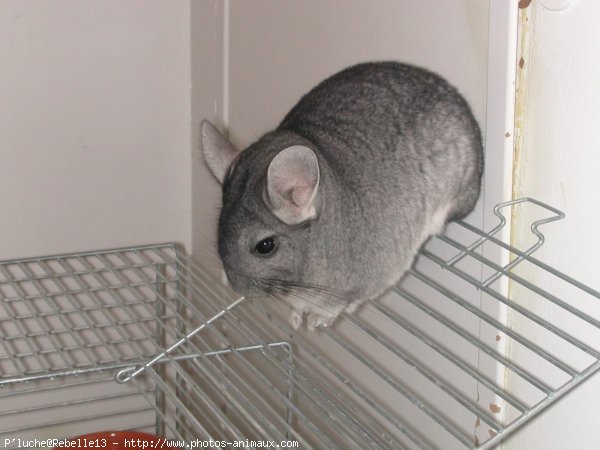 Photo de Chinchilla