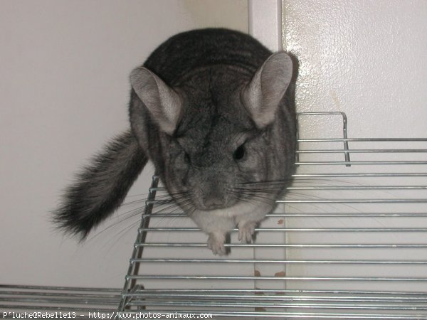 Photo de Chinchilla